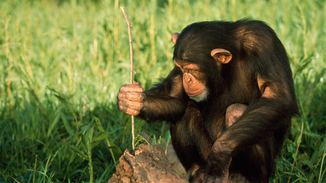 Illustration for article titled 9 Breathtaking Photos Of Nature With A Generous Helping Of Those Red-Assed Monkeys